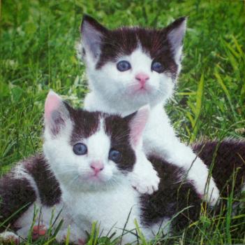 072 Cats - 3-ply - Home Fashion